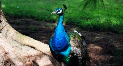smiths-luau peacock